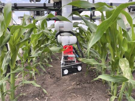 Robot arm sensing a corn plant